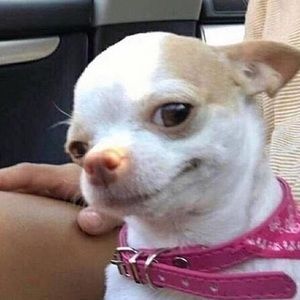 Meet your Posher, Pearl